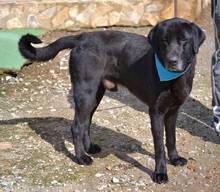 BLACK, Hund, Labrador-Mastin Español-Mix in Pasewalk