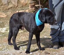 BLACK, Hund, Labrador-Mastin Español-Mix in Nordstemmen - Bild 10