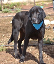 BLACK, Hund, Labrador-Mastin Español-Mix in Nordstemmen - Bild 11