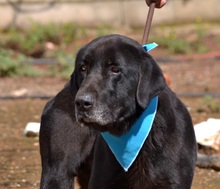 BLACK, Hund, Labrador-Mastin Español-Mix in Nordstemmen - Bild 12