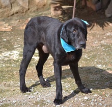 BLACK, Hund, Labrador-Mastin Español-Mix in Nordstemmen - Bild 13