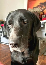 BLACK, Hund, Labrador-Mastin Español-Mix in Nordstemmen - Bild 2