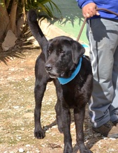 BLACK, Hund, Labrador-Mastin Español-Mix in Nordstemmen - Bild 3