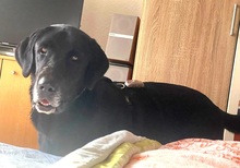 BLACK, Hund, Labrador-Mastin Español-Mix in Nordstemmen - Bild 5