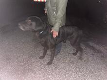 BLACK, Hund, Labrador-Mastin Español-Mix in Nordstemmen - Bild 8