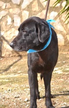 BLACK, Hund, Labrador-Mastin Español-Mix in Nordstemmen - Bild 9