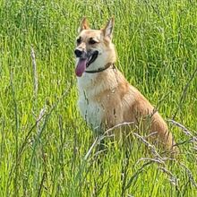 VOLANTE, Hund, Mischlingshund in Duisburg - Bild 2