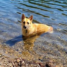 VOLANTE, Hund, Mischlingshund in Duisburg - Bild 3