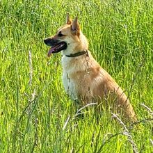 VOLANTE, Hund, Mischlingshund in Duisburg - Bild 4