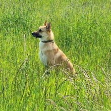 VOLANTE, Hund, Mischlingshund in Duisburg - Bild 5