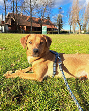 PANINO, Hund, Mischlingshund in Kroatien - Bild 12