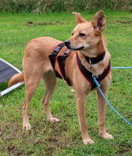 ERIKA, Hund, Mischlingshund in Helmstadt-Bargen - Bild 2