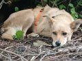 ERIKA, Hund, Mischlingshund in Helmstadt-Bargen - Bild 9