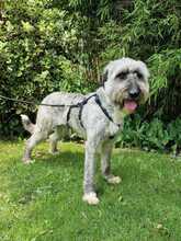 BAILEY, Hund, Mischlingshund in Hennigsdorf