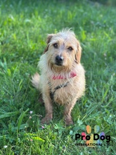 CARLOS, Hund, Mischlingshund in Maintal - Bild 1