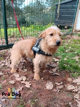 CARLOS, Hund, Mischlingshund in Maintal - Bild 10