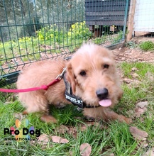 CARLOS, Hund, Mischlingshund in Maintal - Bild 11