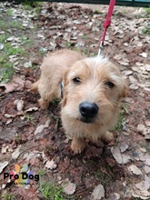 CARLOS, Hund, Mischlingshund in Maintal - Bild 12