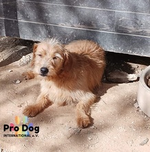 CARLOS, Hund, Mischlingshund in Maintal - Bild 13