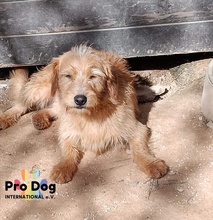 CARLOS, Hund, Mischlingshund in Maintal - Bild 14