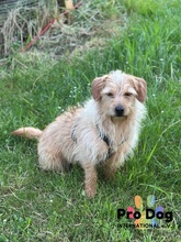CARLOS, Hund, Mischlingshund in Maintal - Bild 2