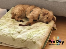 CARLOS, Hund, Mischlingshund in Maintal - Bild 3