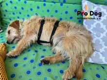 CARLOS, Hund, Mischlingshund in Maintal - Bild 4