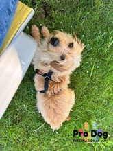 CARLOS, Hund, Mischlingshund in Maintal - Bild 5