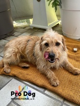CARLOS, Hund, Mischlingshund in Maintal - Bild 7