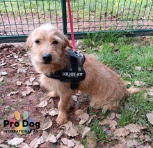 CARLOS, Hund, Mischlingshund in Maintal - Bild 9