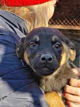 KOVU, Hund, Mischlingshund in Bulgarien