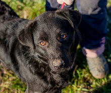 MAMBA, Hund, Mischlingshund in Ungarn - Bild 1