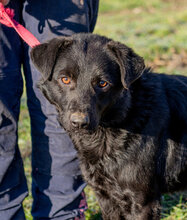 MAMBA, Hund, Mischlingshund in Ungarn - Bild 2