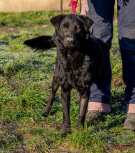 MAMBA, Hund, Mischlingshund in Ungarn - Bild 3