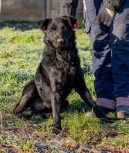 MAMBA, Hund, Mischlingshund in Ungarn - Bild 4