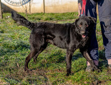 MAMBA, Hund, Mischlingshund in Ungarn - Bild 6