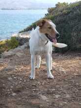 SOTIRIA, Hund, Griechischer Schäferhund-Mix in Griechenland - Bild 1