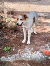 SOTIRIA, Hund, Griechischer Schäferhund-Mix in Griechenland - Bild 3