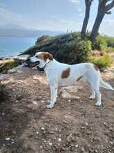 SOTIRIA, Hund, Griechischer Schäferhund-Mix in Griechenland - Bild 4