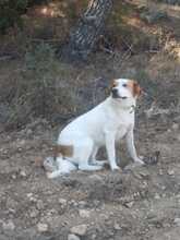 SOTIRIA, Hund, Griechischer Schäferhund-Mix in Griechenland - Bild 6