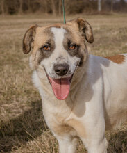 MOKKA, Hund, Mischlingshund in Ungarn - Bild 1