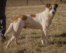 MOKKA, Hund, Mischlingshund in Ungarn - Bild 2