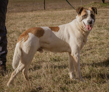 MOKKA, Hund, Mischlingshund in Ungarn - Bild 3