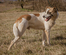 MOKKA, Hund, Mischlingshund in Ungarn - Bild 4