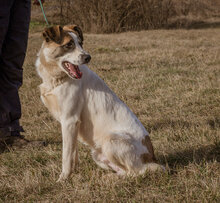 MOKKA, Hund, Mischlingshund in Ungarn - Bild 5