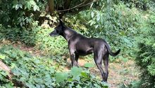 AVA, Hund, Formosan Mountain Dog in Bernau - Bild 2