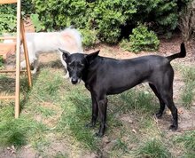 AVA, Hund, Formosan Mountain Dog in Bernau - Bild 4