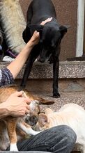 AVA, Hund, Formosan Mountain Dog in Bernau - Bild 7