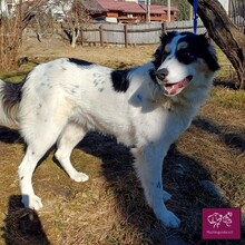 PENELOPA, Hund, Hütehund in Rumänien - Bild 4