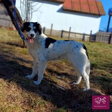 PENELOPA, Hund, Hütehund in Rumänien - Bild 5